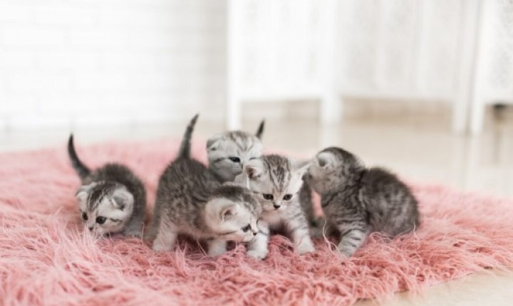 Aprenda reduzir o estresse e garantir o bem-estar do pet