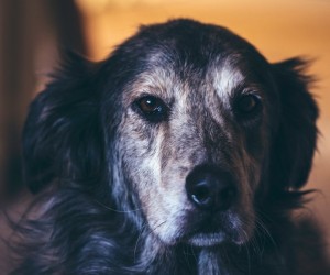 Pets idosos precisam preservar a mobilidade