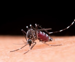 Novas armadilhas reforçam combate ao Aedes aegypti em Floripa 