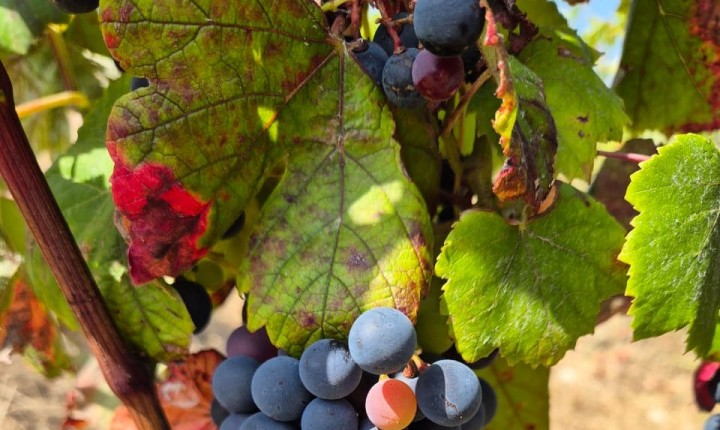 Castelão: Revivendo um clássico, por Eduardo Araújo 