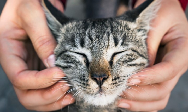 Como proteger o bem-estar dos gatos?