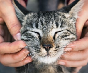 Como proteger o bem-estar dos gatos?