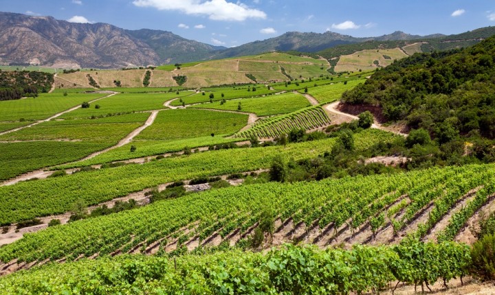 Vinho chileno ganha espaço e fideliza consumidores brasileiros