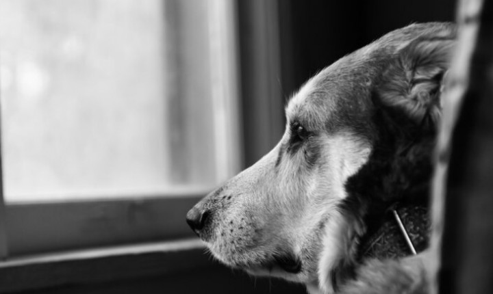 Maneiras de lidar com o luto após perder seu pet