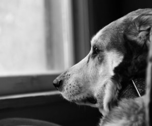 Maneiras de lidar com o luto após perder seu pet