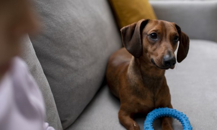 Sofá à prova de pets revela segredos de durabilidade