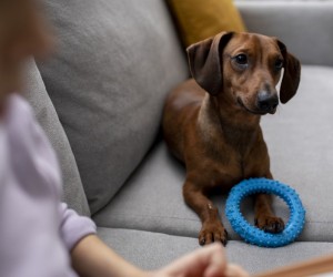 Sofá à prova de pets revela segredos de durabilidade