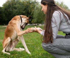Técnica de reforço positivo melhora vínculo entre tutor e cão