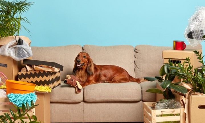 Mudanças na rotina? Saiba como auxiliar o pet