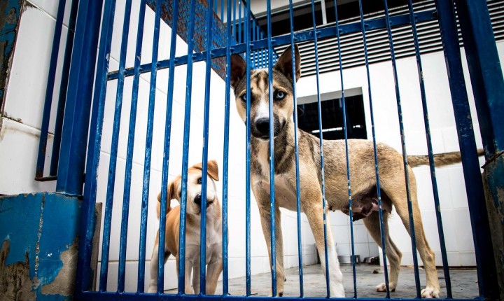 Hospital veterinário público começa a sair do papel