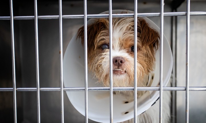 Obras do Hospital Veterinário público começam em Floripa