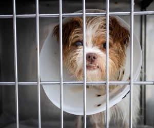 Obras do Hospital Veterinário público começam em Floripa