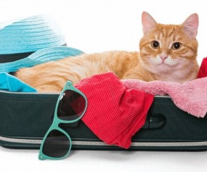 Viagens de fim de ano ganham foco no bem-estar pet