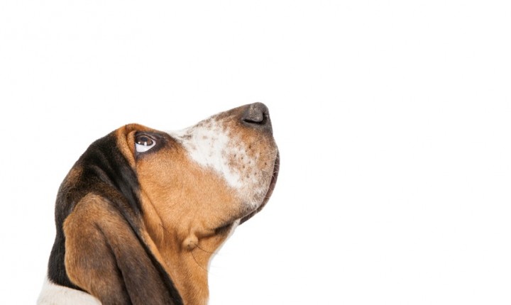 Alzheimer canino: O que é?