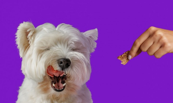 Petiscos ganham novo papel no cuidado dos pets