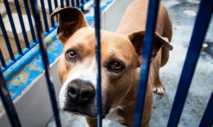 Floripa realiza programação solidária com adoção e brechó social