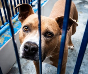 Floripa realiza programação solidária com adoção e brechó social