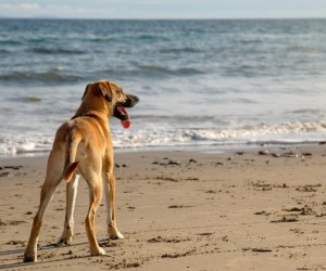 Nova regra orienta presença de cães nas praias da Capital