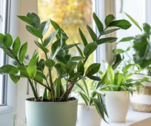 Plantas renovam energias e marcam início de 2026