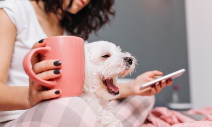 Adaptação gradual facilita volta dos pets após férias