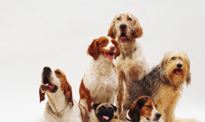 Como evitar doenças em cães e gatos antes que apareçam?