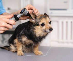 Higienização correta das orelhas evita infecções em pets