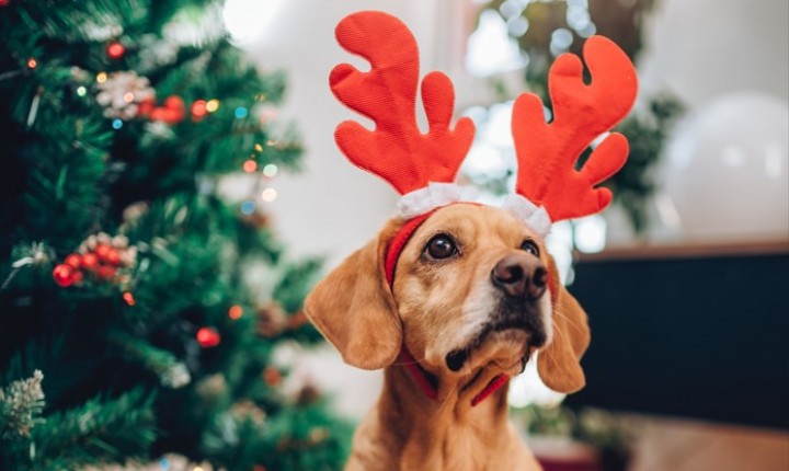 Como preparar a casa para um Natal pet friendly?