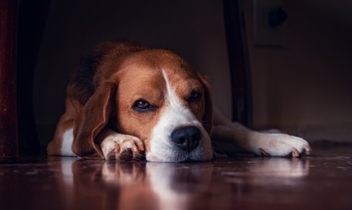 Fogos de artifício exigem atenção redobrada com cães