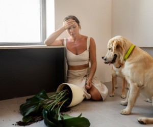 Sinais de estresse em cães exigem atenção dos tutores