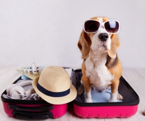 Férias com pets pedem atenção à saúde