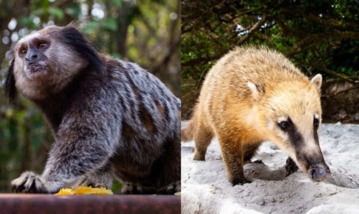 Verão em Floripa eleva acidentes com saguis e quatis