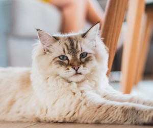 Os segredos do bem-estar dos gatos