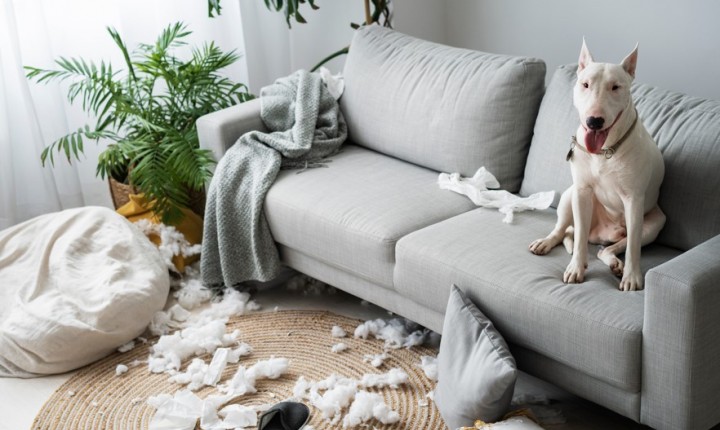 Ansiedade em pets exige atenção e cuidado diário