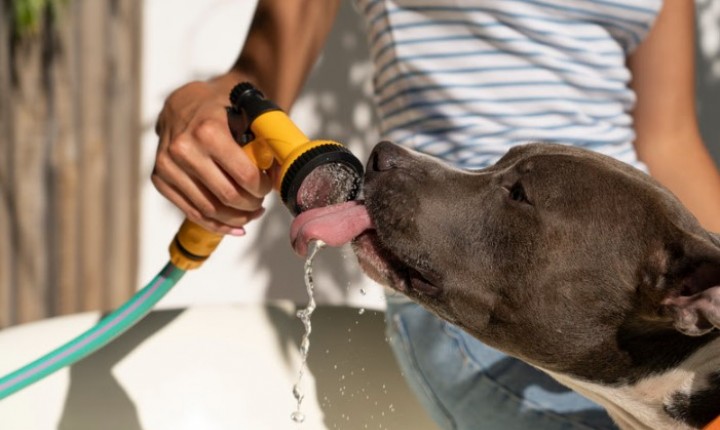Verão aumenta riscos de hipertermia em animais