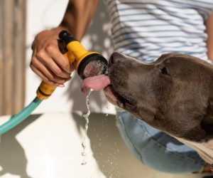 Verão aumenta riscos de hipertermia em animais