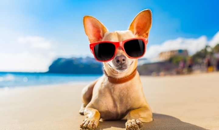 Higiene e prevenção protegem pets nas férias