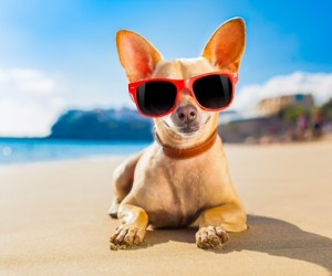 Higiene e prevenção protegem pets nas férias