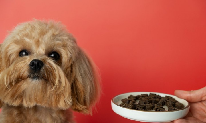 Petiscos diários podem afetar a saúde dos cães