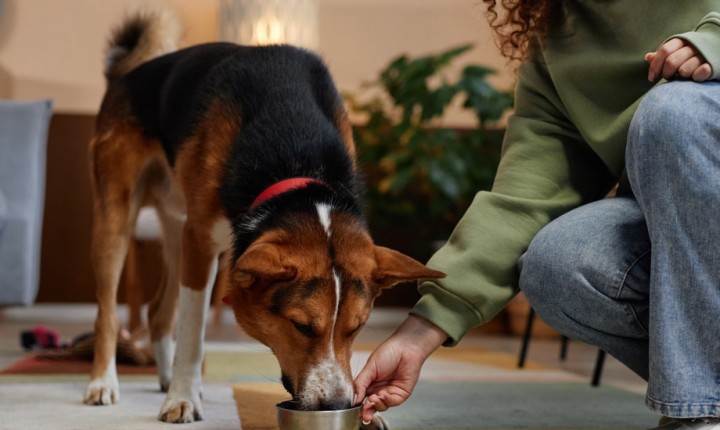 Sensibilidade alimentar exige atenção redobrada à saúde canina