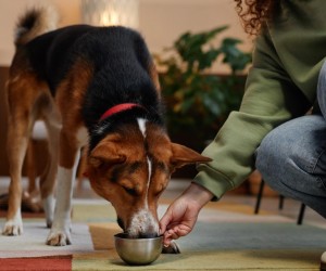 Sensibilidade alimentar exige atenção redobrada à saúde canina