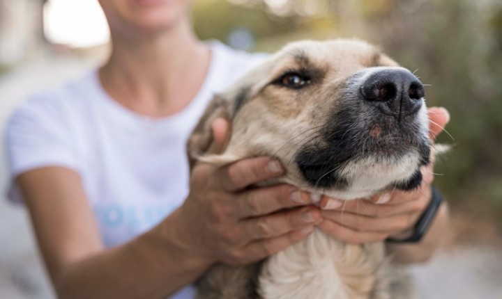 Primeira adoção pede informação e rotina organizada
