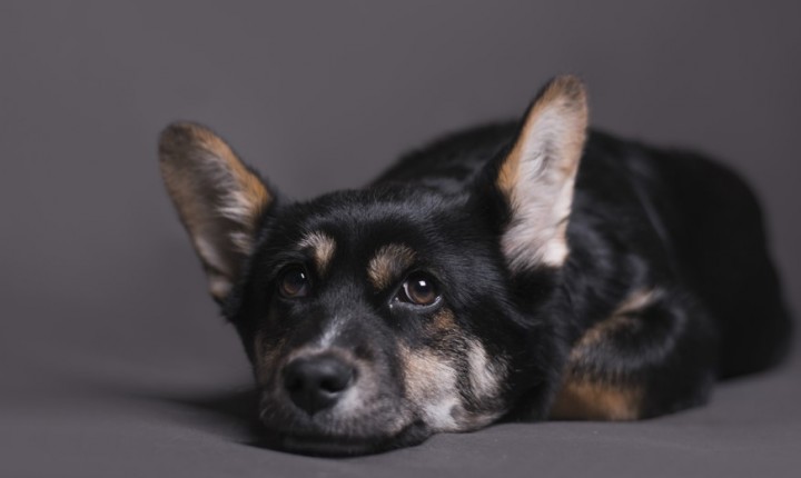 Como a dor afeta a saúde dos cães?