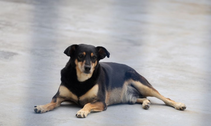 Lei de proteção a animais é sancionada em SC