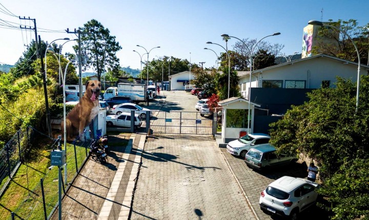 Homenagem ao cão Orelha marca novo hospital veterinário 