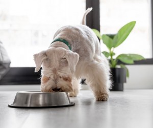 O papel do jantar na rotina dos pets