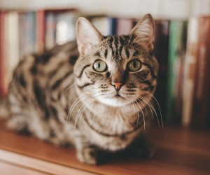 Doença dupla ameaça cães e gatos idosos