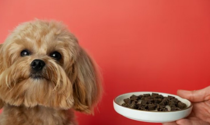 Mitos e verdades que influenciam a alimentação de pets