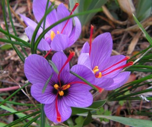 Ouro no prato, por André Vasconcelos