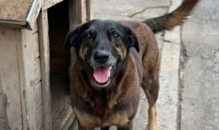 MPSC aguarda inquérito para avançar no caso Orelha