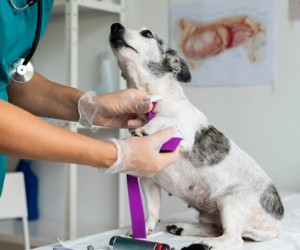 Produtos de limpeza podem afetar a saúde dos pets